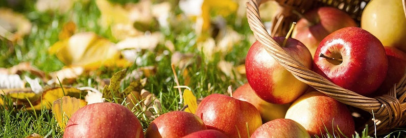Frisches Apfelmus im Handumdrehen, ganz ohne Aufwand